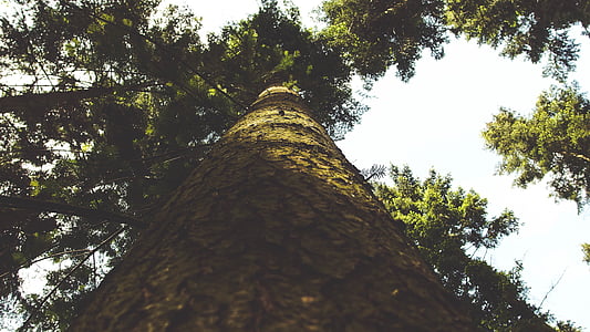 low-angle view of tree thumbnail