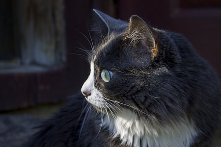 closeup photo of black short-haired cat thumbnail