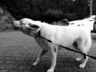 grayscale photography of dog in leash on brick pavement thumbnail