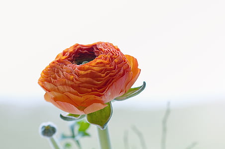 red flower thumbnail