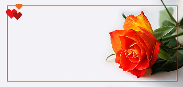 red rose flower on focus photo thumbnail