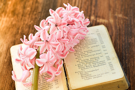 pink cluster flower on book thumbnail
