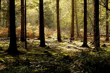 brown tree branches thumbnail