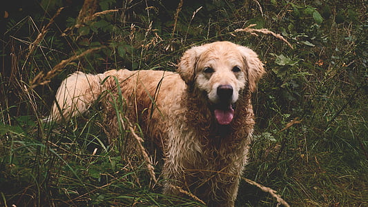 selective focus photography of adult light golden retriever thumbnail