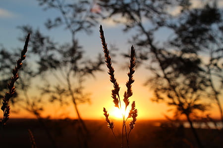 silhouette of grass thumbnail
