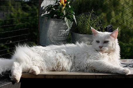White Long Fur Cat thumbnail