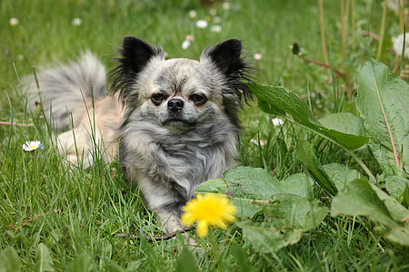 depth photo of gray chihuahua lying on green grass thumbnail