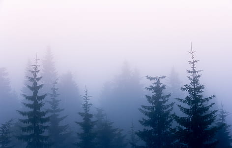 foggy forest thumbnail