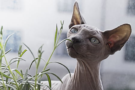 gray sphinx cat thumbnail