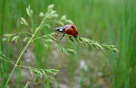 selective focus photography of a ladybug on green leaf plant thumbnail