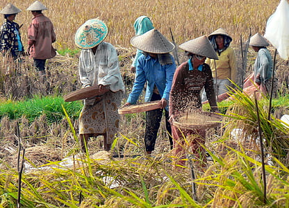 group of farmers standing on rice field during daytime thumbnail