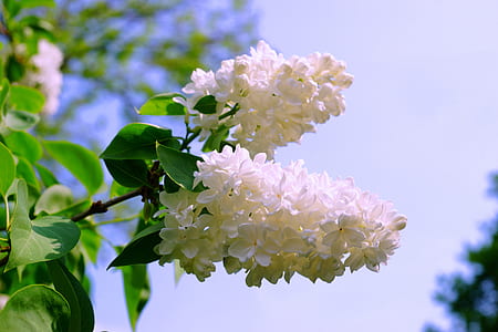 white petaled flowers thumbnail