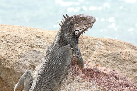 brown lizard crawling on stone thumbnail