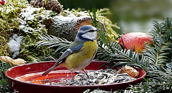 yellow belly and white short-beaked bird on top of red bowl thumbnail