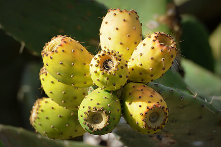 close photo of neon-green cactus thumbnail