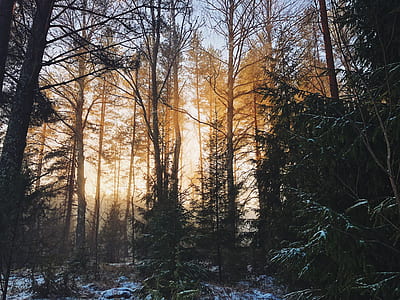 forest during daytime thumbnail