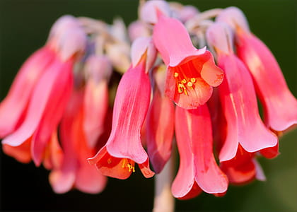 Close Up Photography Of Pink Flowers thumbnail