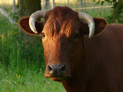 brown cattle thumbnail