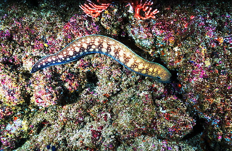 brown sea snake underwater thumbnail