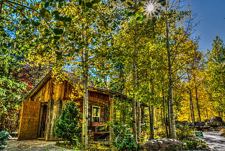 wood, landscape, nature, sunny thumbnail