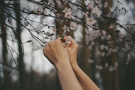 person holding white petaled flower thumbnail
