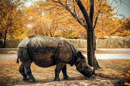 gray rhinoceros thumbnail