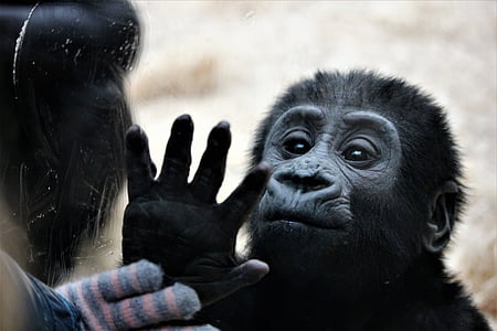 wildlife photography of baby gorilla thumbnail