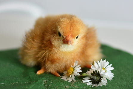 white chick beside white Daisy flower thumbnail