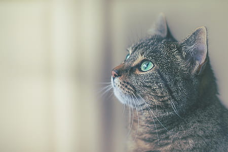 brown tabby cat looking up thumbnail