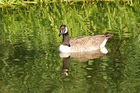 Canada Geese, Branta Canadensis thumbnail
