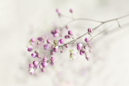 selective focus photography of purple flower buds thumbnail