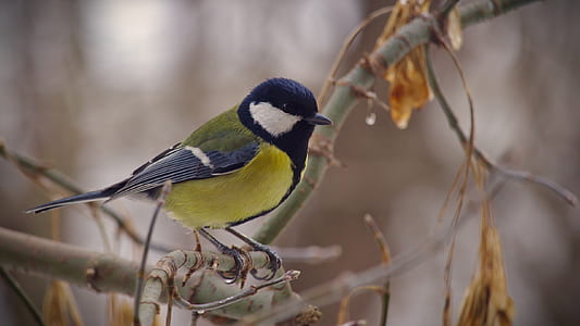 yellow and black bird on tree during daytime thumbnail
