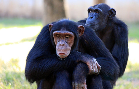 two black chimpanzee photo thumbnail