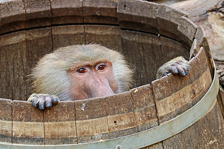 monkey inside wooden barrel during daytime thumbnail