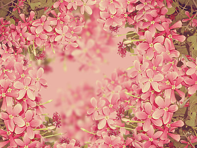 close-up photography of pink 5-petaled flowers in bloom thumbnail
