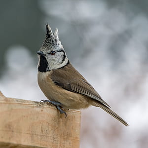 brown and beige bird perched on brown board thumbnail