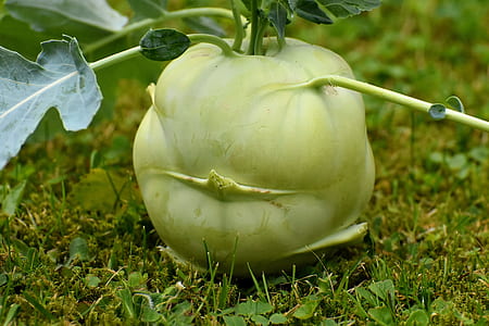 close-up photo of vegetable on ground thumbnail