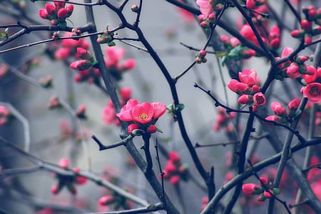 pink petaled flowers on focus photo thumbnail