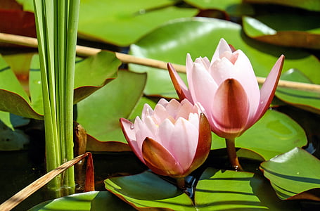 two pink lotus flowers thumbnail