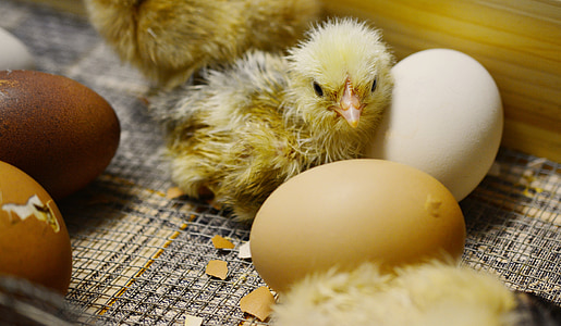 closeup photo of chick near eggs thumbnail