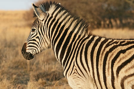 selective focus photography of zebra thumbnail