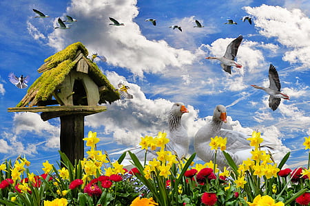 flock of ducks with flowers at daytime thumbnail