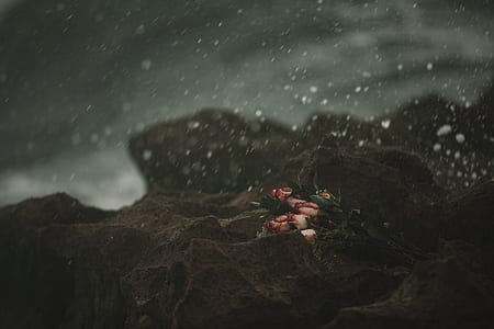 pink flowers on body of water thumbnail