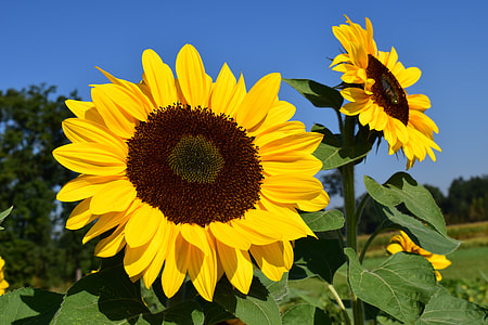 yellow sunflower fields during daytime thumbnail
