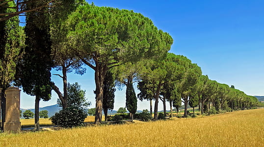 green tree lot thumbnail