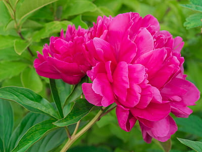 close-up photo of pink petaled flower thumbnail