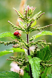 Stinging Nettle, Blind Nettle thumbnail