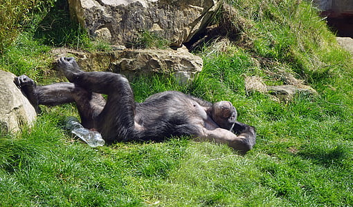 black chimpanzee on green grass field during daytime thumbnail