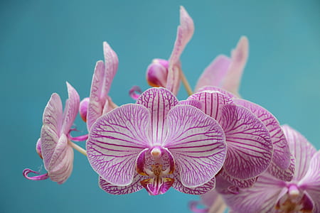 purple and white moth orchids in close-up photography thumbnail