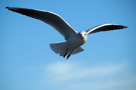 gray bird on flight thumbnail